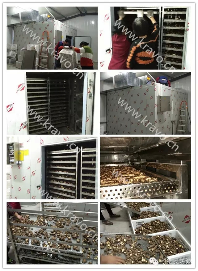 熱泵干燥技術在食用菌2.webp.jpg